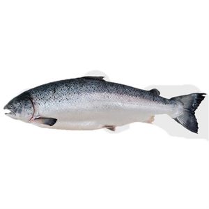 عرضه کنسرو ماهی سالمون به شمال کشور