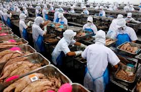 تولید تن ماهی در کارخانه جنوب؛تولید کننده های انواع تن ماهی
